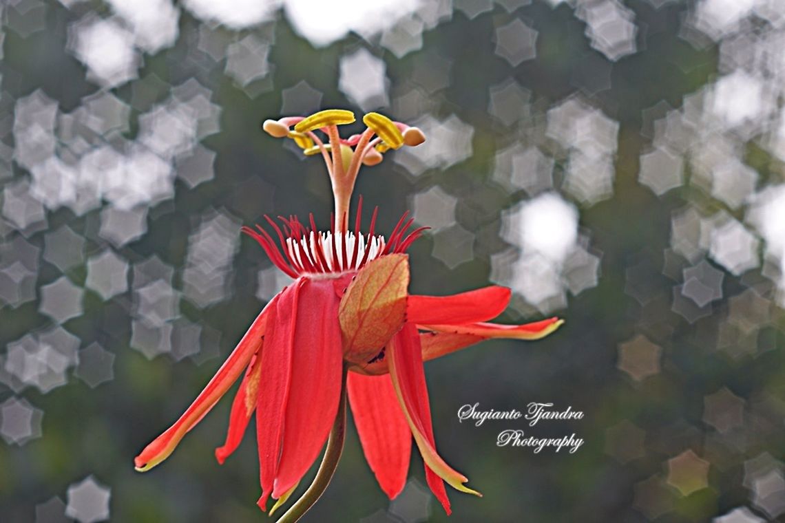 The Crimson Passion Flower, PassifloraVitifolia (Passifloraceae)  Geotagged,Indonesia,Passiflora vitifolia,Perfumed passionflower,Winter