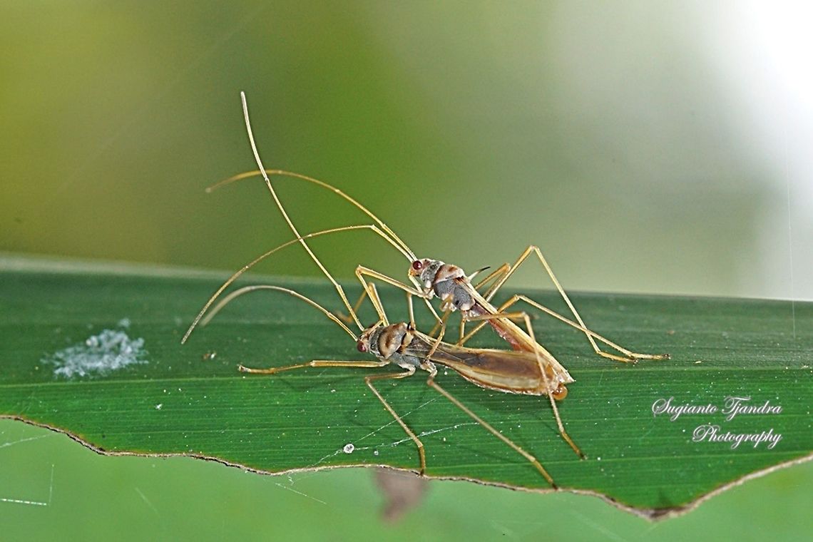 DSC03816_270619  Geotagged,Indonesia,Winter