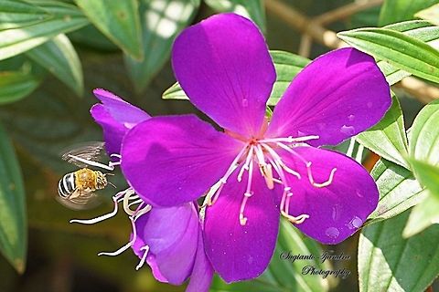 Blue banded Bee, Amegilla Sp hovering on the Princess Flower, Tibouchina urvilleana (Melastomataceae Sp)  Geotagged,Indonesia,Tibouchina urvilleana,Winter