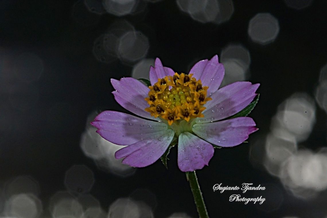 Bunga Kenikir Ungu (Cosmos caudatus)  Cosmos caudatus,Geotagged,Indonesia,Kenikir,Winter