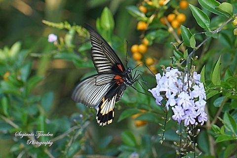 The great Mormon, Papilio memnon (Papilionidae) - female "sucking nectar on the SINYO NAKAL flower (Duranta Repens L)"  Geotagged,Great Mormon,Indonesia,Papilio memnon,Winter