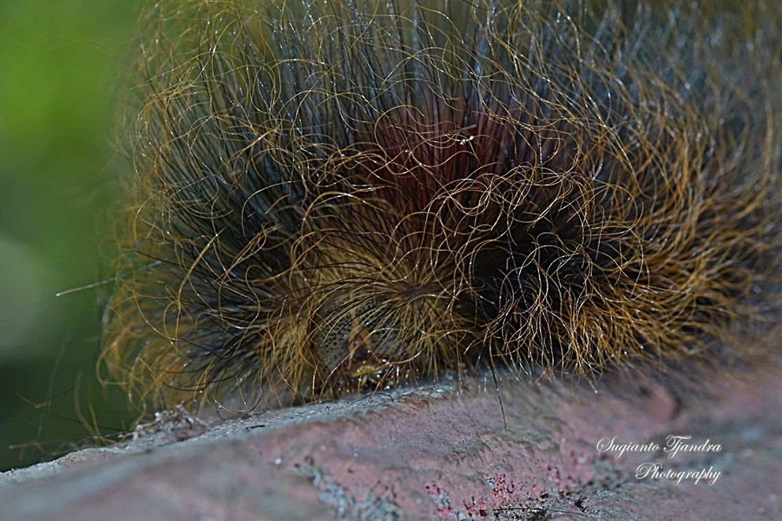 The long hair caterpillar  Geotagged,Indonesia,Winter