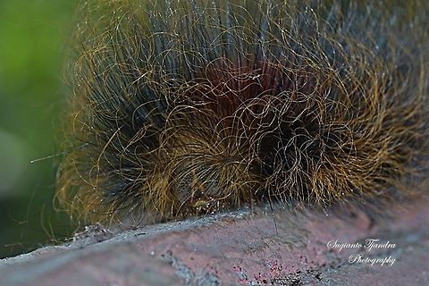 The long hair caterpillar  Geotagged,Indonesia,Winter