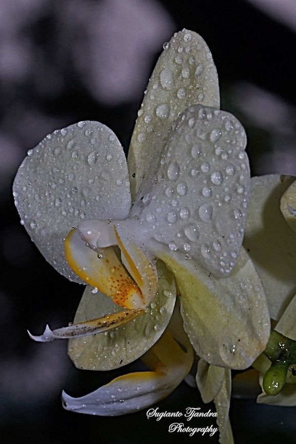 Orchid flower, Phaleonopsis (Orchidaceae)  Geotagged,Indonesia,Winter