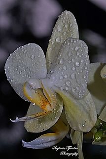 Orchid flower, Phaleonopsis (Orchidaceae)  Geotagged,Indonesia,Winter