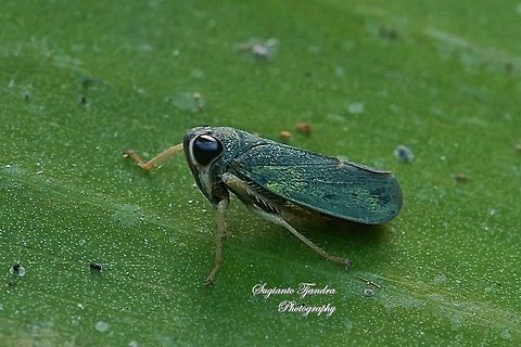 Green Coelidiine Leafhopper (Subfamily Coelidiinae)  Geotagged,Indonesia,Winter