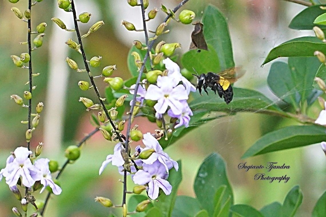 Carpenter Bee, Xylocopa caffra - female  Geotagged,Indonesia,Winter,Xylocopa caffra