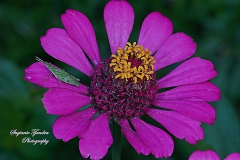 Vegetable Grasshopper, Pyrgomorphidae (Atractomorpha Sp) on the Zinnia flower  Geotagged,Indonesia,Winter