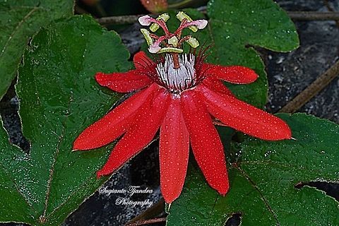 The Crimson Passion Flower, PassifloraVitifolia (Passifloraceae)  Geotagged,Indonesia,Passiflora vitifolia,Perfumed passionflower,Winter