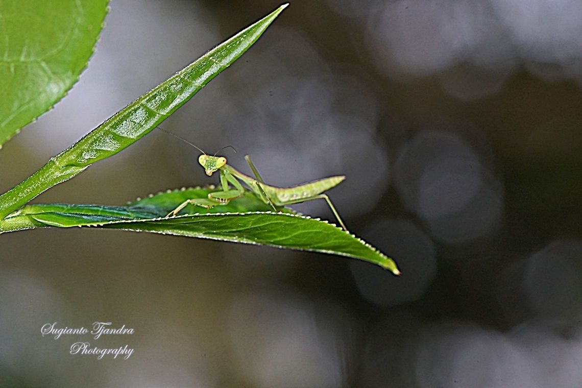 Praying Mantis nymph, Mantidae  Geotagged,Indonesia,Winter