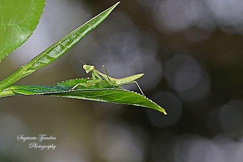 Praying Mantis nymph, Mantidae  Geotagged,Indonesia,Winter