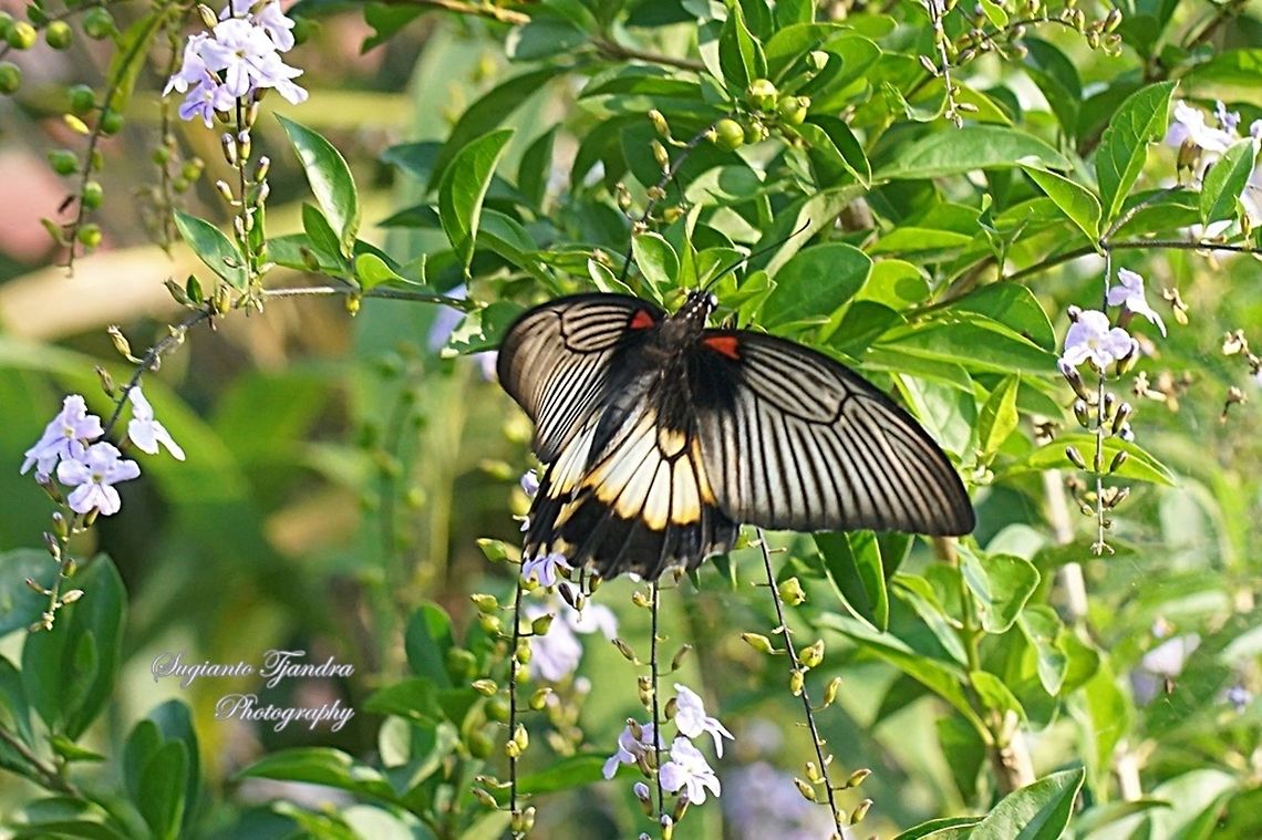The great Mormon, Papilio memnon (Papilionidae) - female  Geotagged,Great Mormon,Indonesia,Papilio memnon,Winter