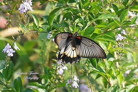 The great Mormon, Papilio memnon (Papilionidae) - female  Geotagged,Great Mormon,Indonesia,Papilio memnon,Winter