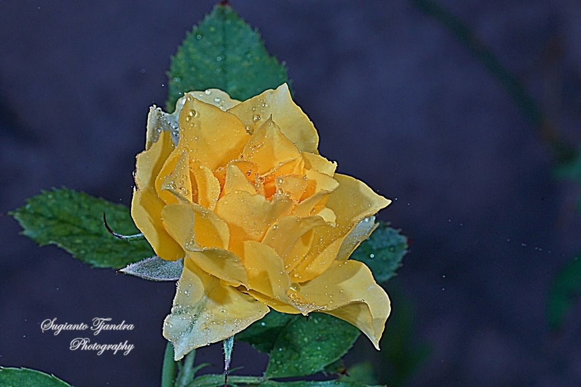 Yellow Rose  Geotagged,Indonesia,Winter