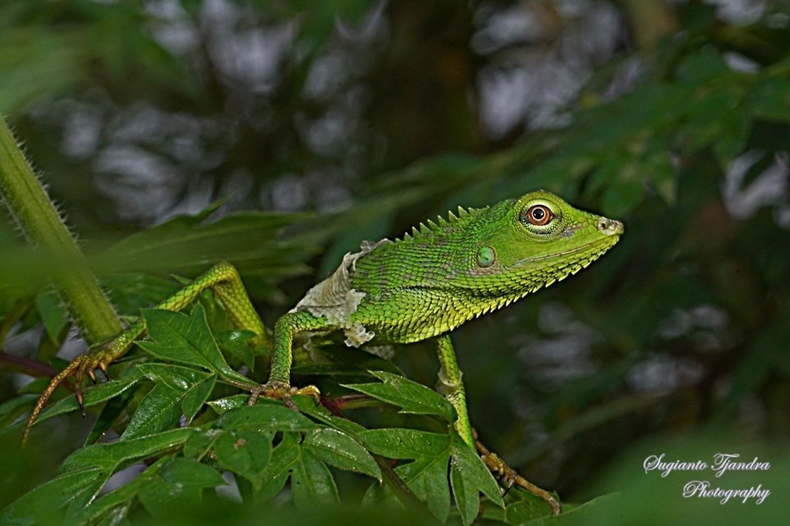 Bunglon/Green Crested Lizard, Agamidae  Bronchocela cristatella,Geotagged,Indonesia,Winter