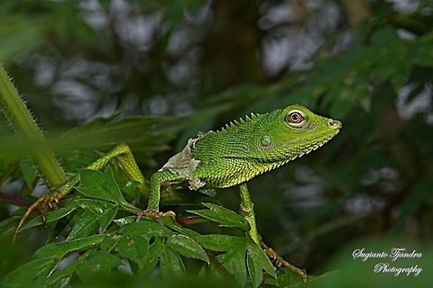 Bunglon/Green Crested Lizard, Agamidae  Bronchocela cristatella,Geotagged,Indonesia,Winter