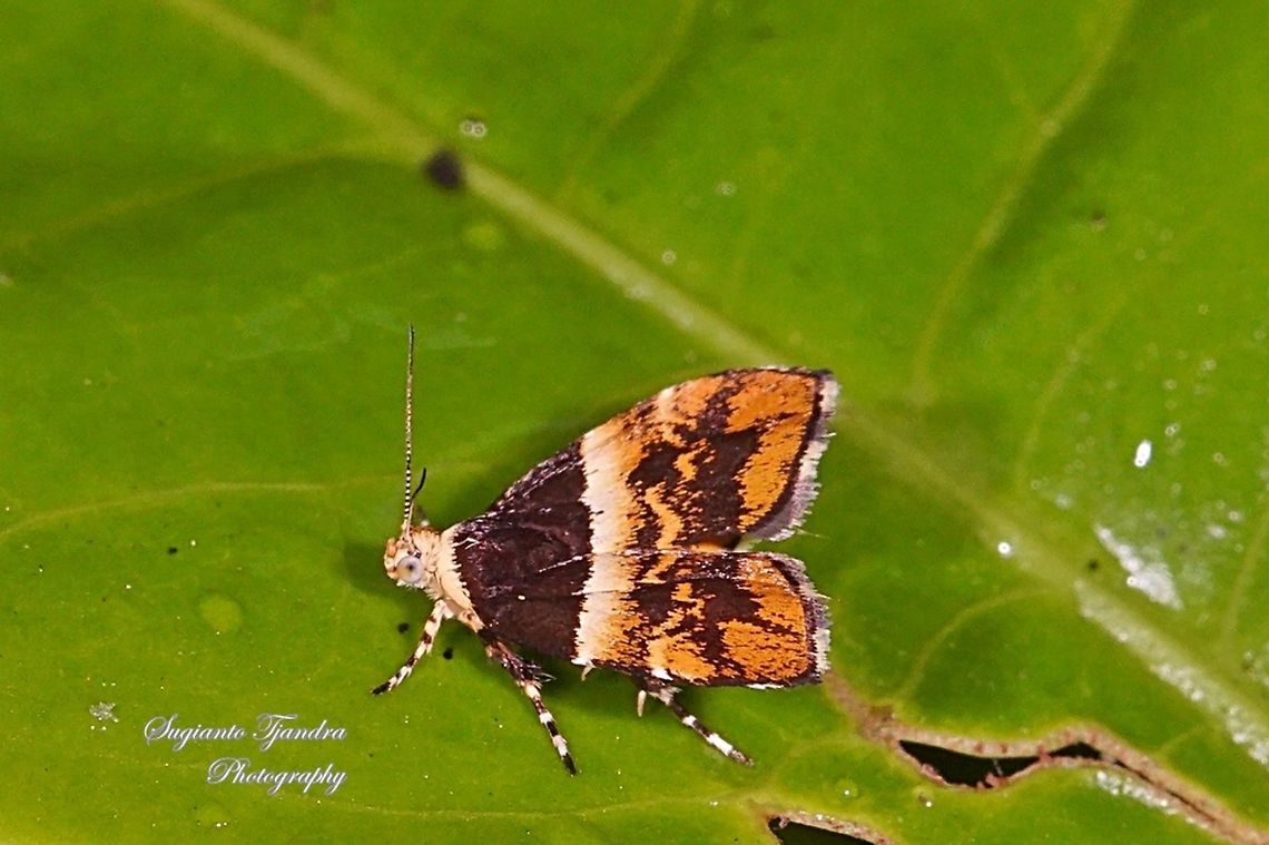 Metalmark Moth, Choreutis argoxantha  Choreutis argoxantha,Geotagged,Indonesia,Winter