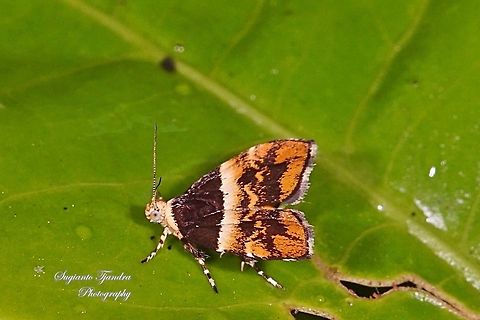 Metalmark Moth, Choreutis argoxantha  Choreutis argoxantha,Geotagged,Indonesia,Winter