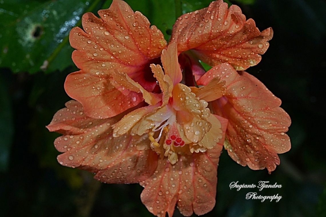 Hibiscus flower  Geotagged,Indonesia,Winter