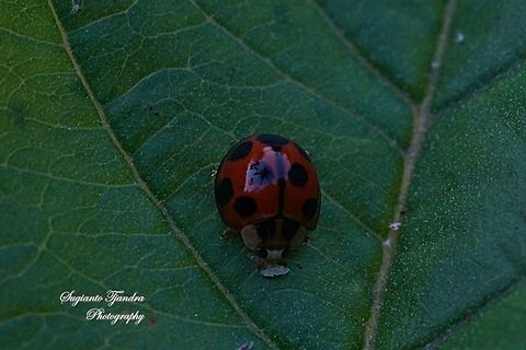 Lady Beetle, Coccinellidae  Geotagged,Indonesia,Winter