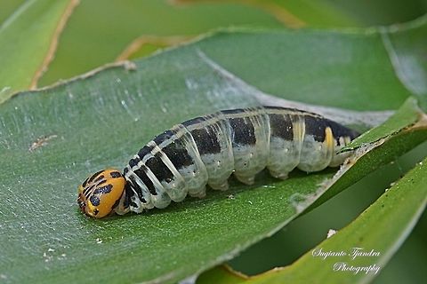 Caterpillar  Geotagged,Indonesia,Winter