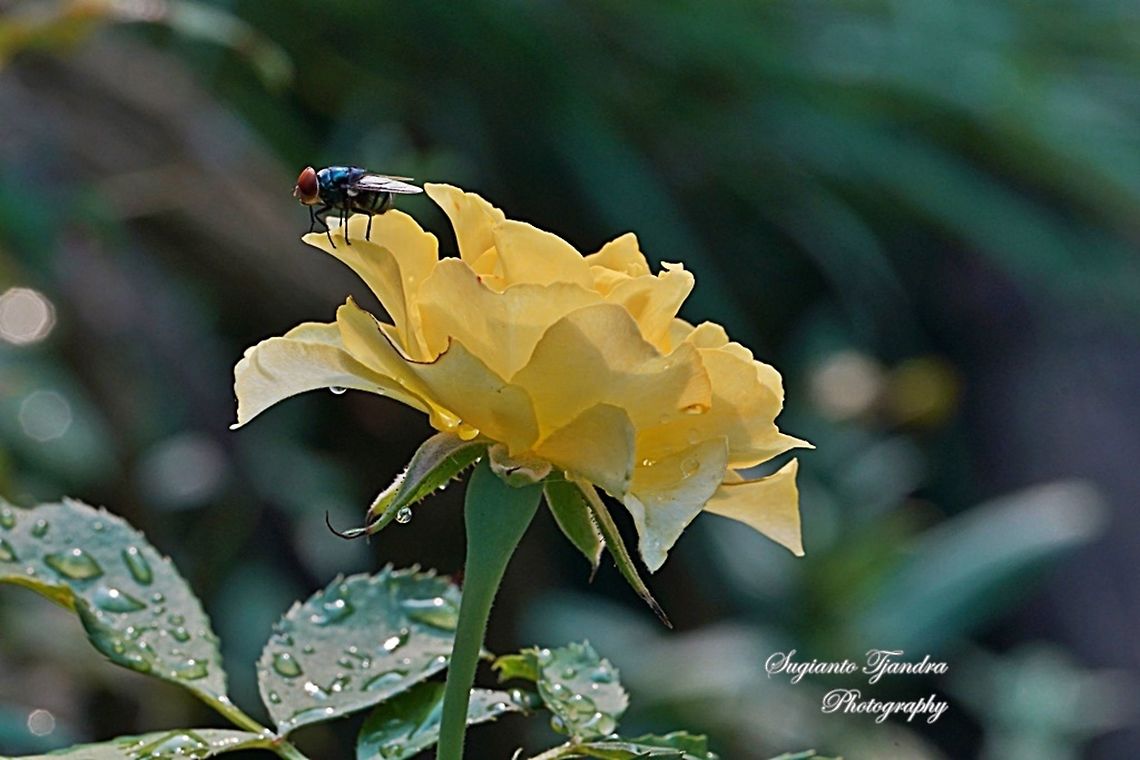 Green bottle fly, Lucilia (family Calliphoridae) on Yellow Rose  Geotagged,Indonesia,Winter