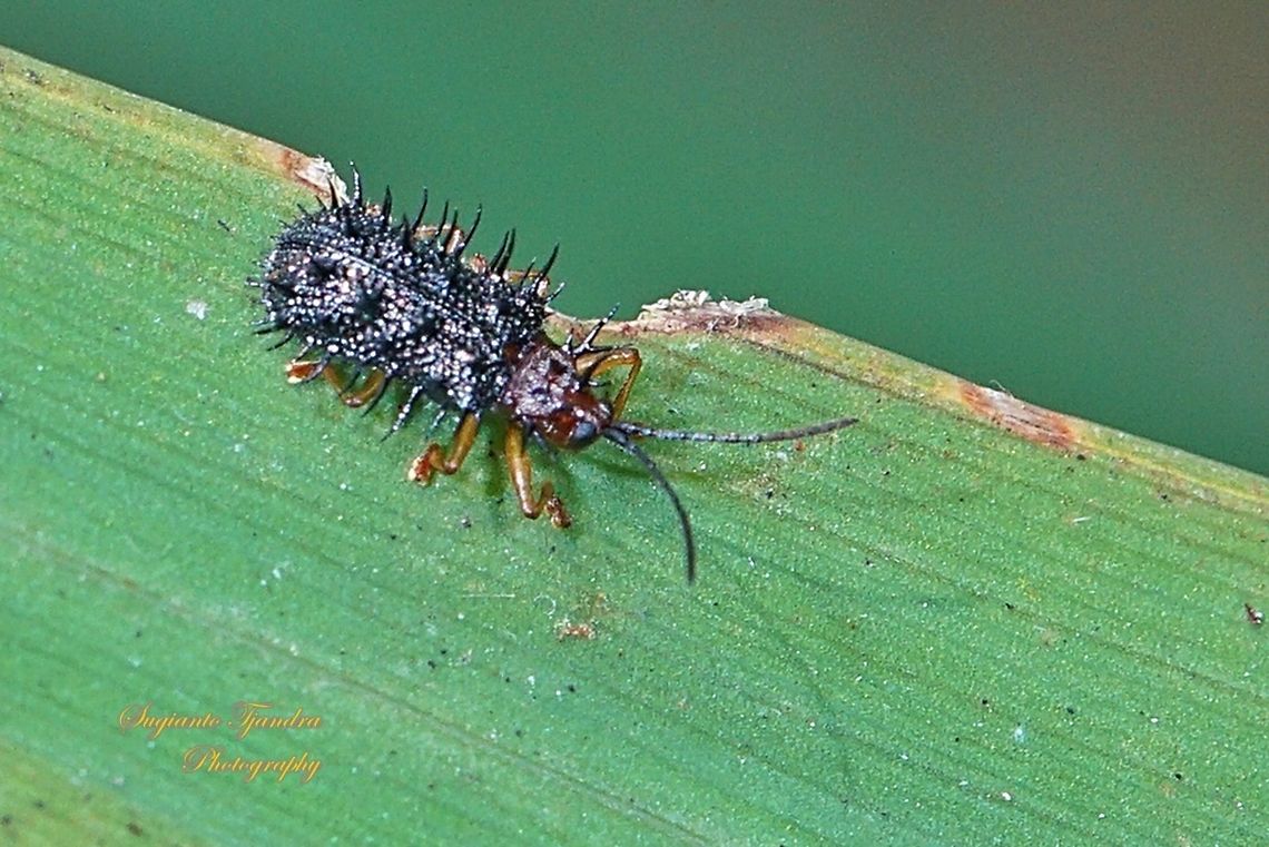 Spiny Leaf Beetle, Rice Hispa (Dactylispa sp.)  Geotagged,Indonesia,Winter