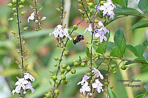 Carpenter Bee, Xylocopa caffra - female "looking for nectar on the SINYO NAKAL flower (Duranta Repens L)"  Geotagged,Indonesia,Winter,Xylocopa caffra