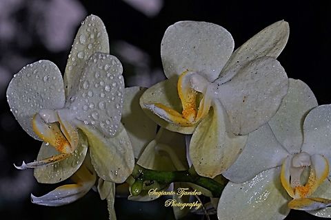 Orchid flower, Phaleonopsis (Orchidaceae)  Geotagged,Indonesia,Winter