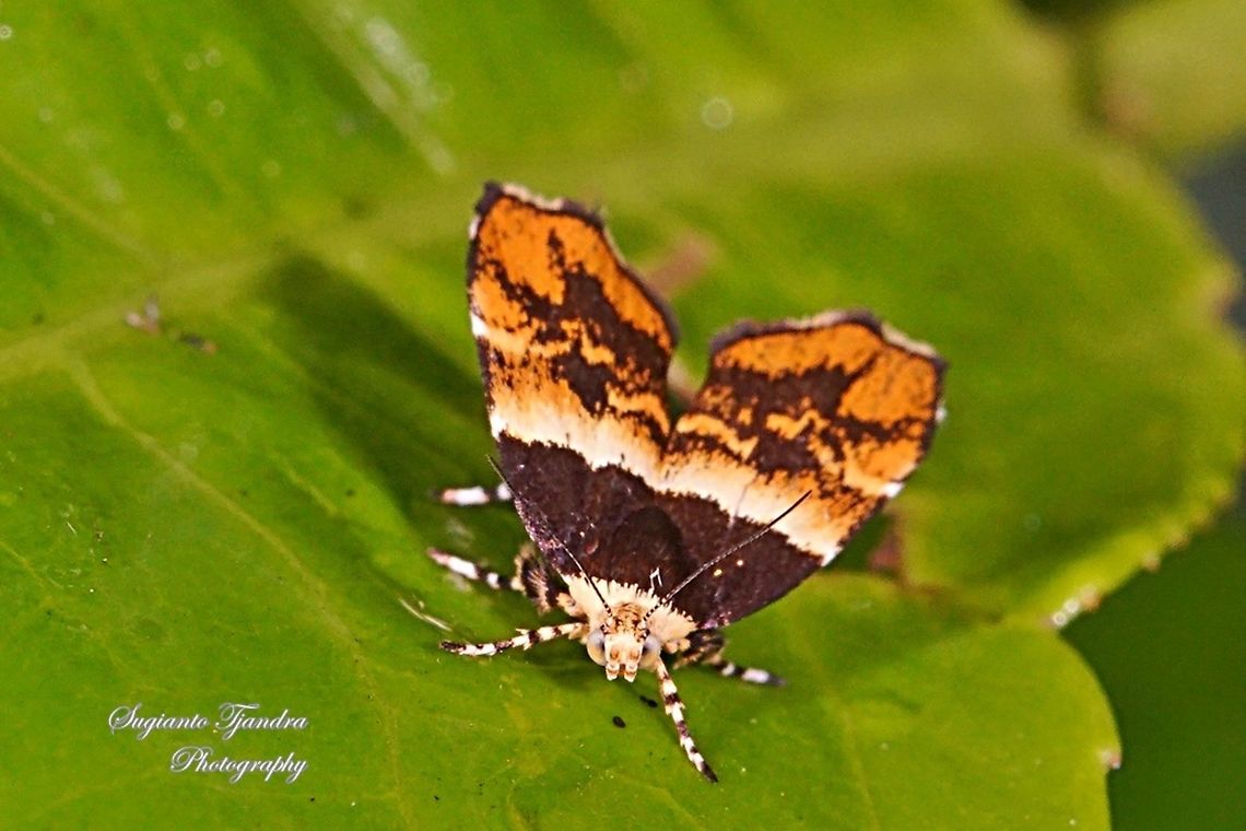 Metalmark Moth, Choreutis argoxantha  Choreutis argoxantha,Geotagged,Indonesia,Winter