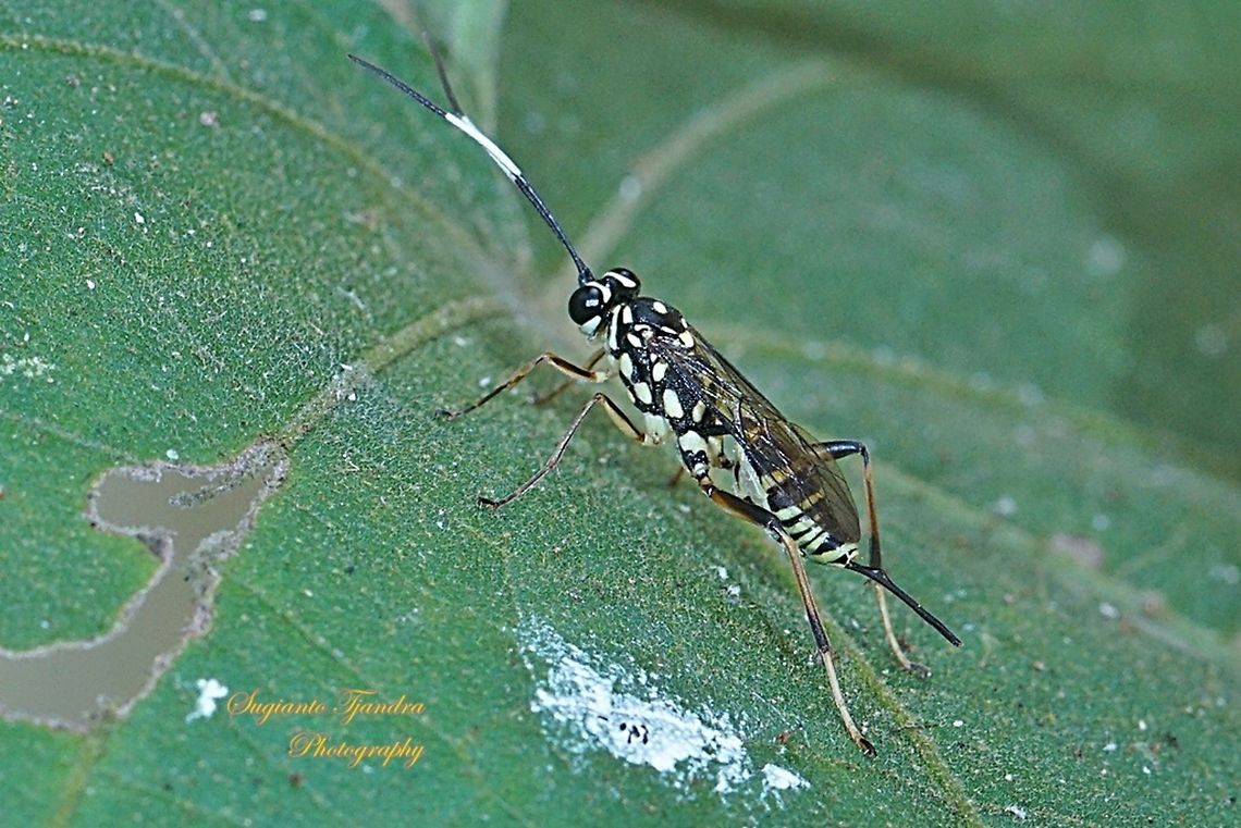 Ichneumon Wasp (Ichneumonidae)  Geotagged,Indonesia,Winter