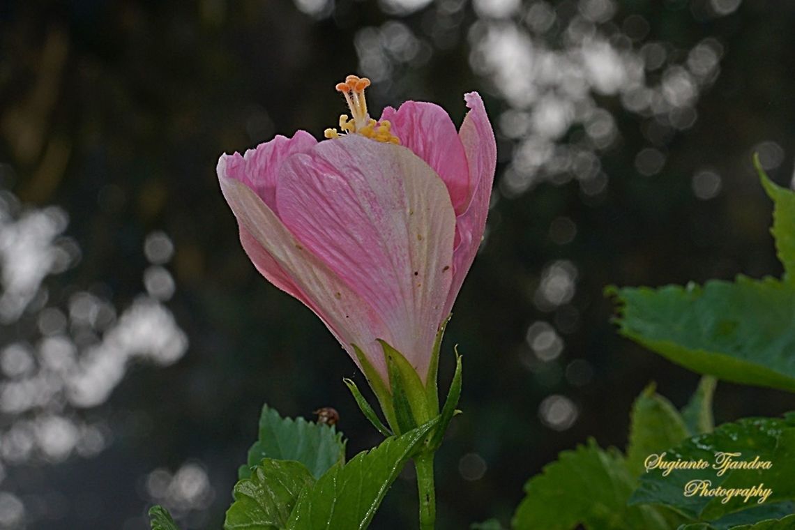 Flower bud of Pink Hibiscus  Geotagged,Indonesia,Winter
