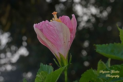 Flower bud of Pink Hibiscus  Geotagged,Indonesia,Winter