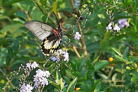 Papilio memnon coreleus (Papilionidae) - female "sucking nectar on the SINYO NAKAL flower (Duranta Repens L)"  Duranta erecta,Geotagged,Indonesia,Winter