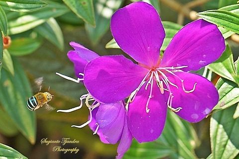 Blue banded Bee, Amegilla Sp hovering on the Princess Flower, Tibouchina urvilleana (Melastomataceae Sp)  Geotagged,Indonesia,Tibouchina urvilleana,Winter