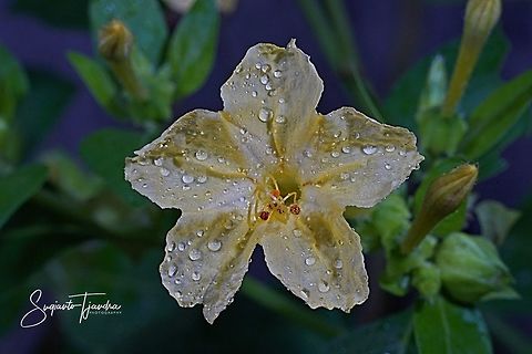 Kembang Pukul 4, Mirabilis Jalapa (Nyctaginaceae)  Geotagged,Indonesia,Marvel of Peru,Mirabilis jalapa,Winter