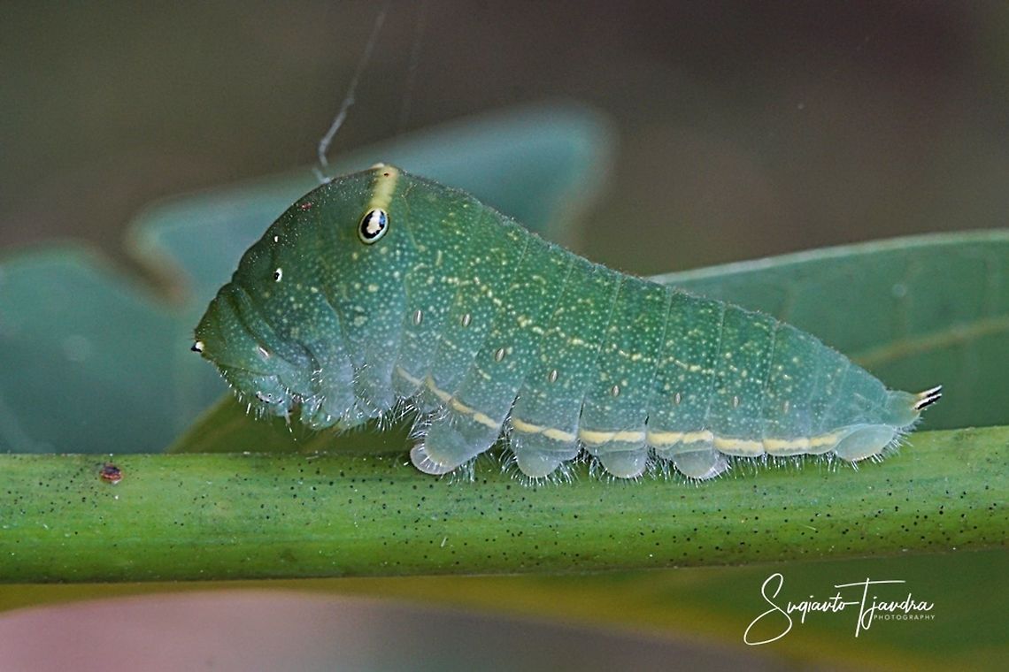Graphium sarpedon  Common Bluebottle,Geotagged,Graphium sarpedon,Indonesia,Winter