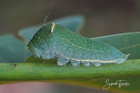Graphium sarpedon  Common Bluebottle,Geotagged,Graphium sarpedon,Indonesia,Winter