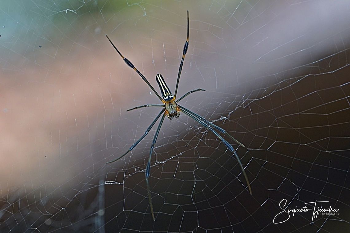 Nephila pilipes  Geotagged,Indonesia,Nephila pilipes,Winter