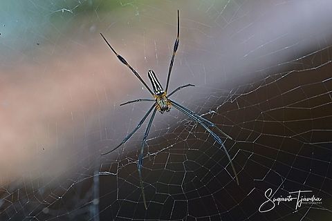 Nephila pilipes  Geotagged,Indonesia,Nephila pilipes,Winter