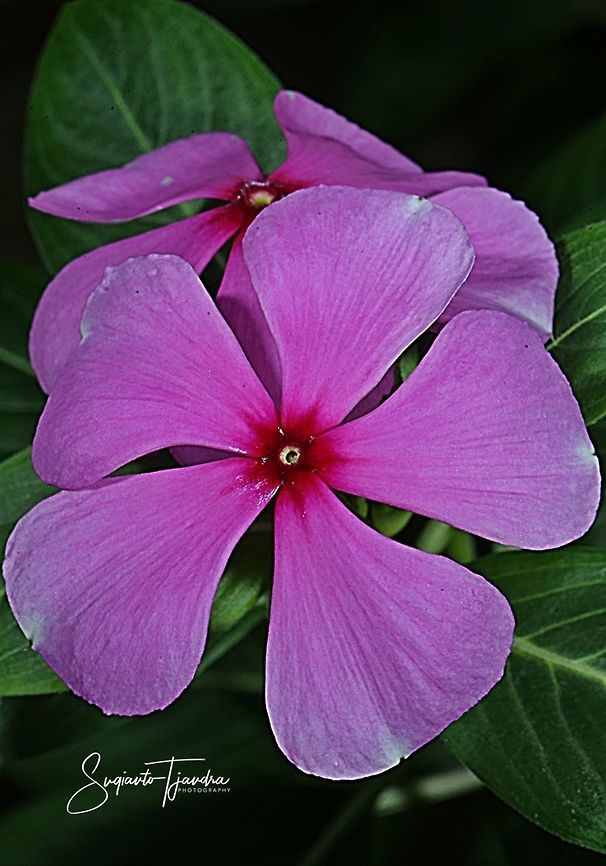 Tapak Dara / Madagascar Periwinkle, Apocynaceae  Catharanthus roseus,Fall,Geotagged,Indonesia,Madagascar rosy periwinkle