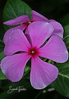 Tapak Dara / Madagascar Periwinkle, Apocynaceae  Catharanthus roseus,Fall,Geotagged,Indonesia,Madagascar rosy periwinkle