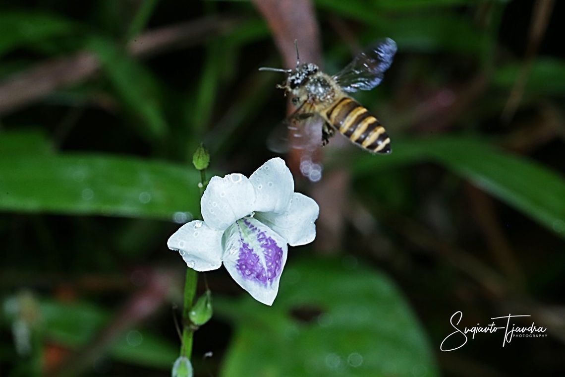 Honey Bee  Fall,Geotagged,Indonesia