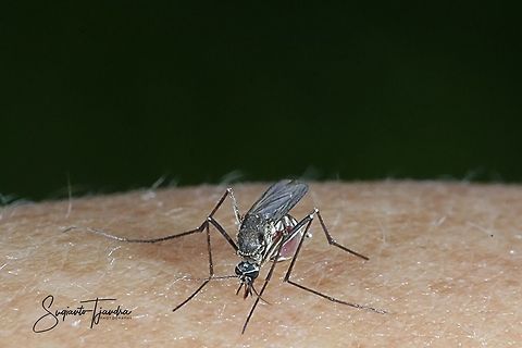 Mosquito  Fall,Geotagged,Indonesia,Mosquito