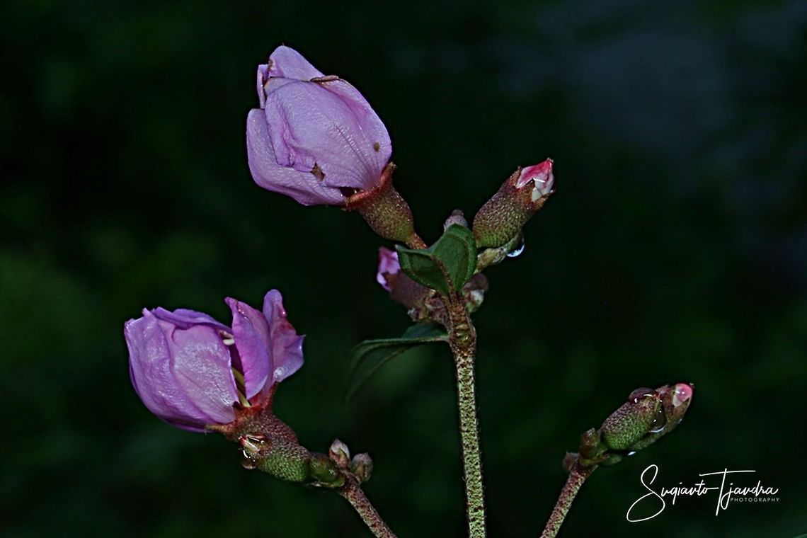 Flower buds of Princess Flower, Tibouchina urvilleana (Melastomataceae Sp)  Geotagged,Indonesia,Summer,Tibouchina urvilleana
