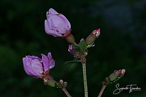 Flower buds of Princess Flower, Tibouchina urvilleana (Melastomataceae Sp)  Geotagged,Indonesia,Summer,Tibouchina urvilleana
