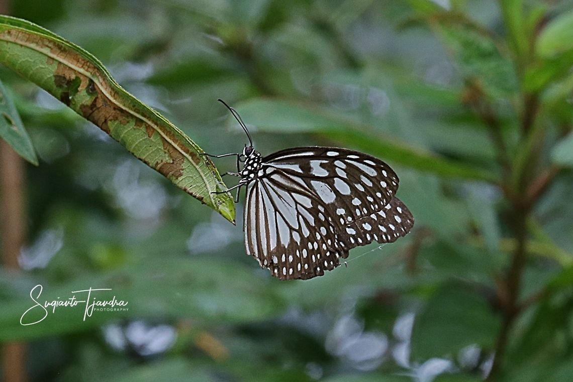 The Blue Glassy Tiger Butterfly  (Ideopsis vulgaris)  Blue Glassy Tiger,Fall,Geotagged,Ideopsis vulgaris,Indonesia