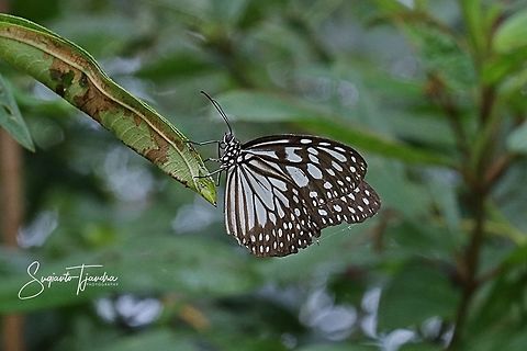 The Blue Glassy Tiger Butterfly  (Ideopsis vulgaris)  Blue Glassy Tiger,Fall,Geotagged,Ideopsis vulgaris,Indonesia