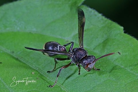Small Brown Paper Wasp, Ropalidia Sp  Fall,Geotagged,Indonesia