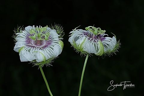 Passion Flower (Passiflora foetida)  Fall,Geotagged,Indonesia,Passiflora foetida,Stinking passionflower